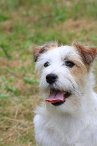 Portrait of dog sticking out tongue on field