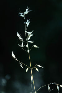 Low angle view of illuminated plant against sky at night