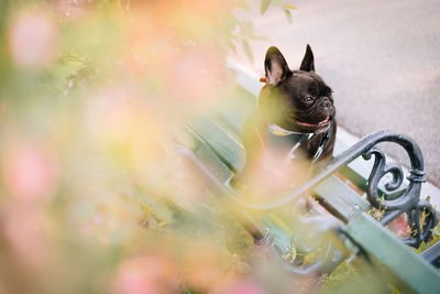 Close-up of a french bulldog dog sitting on bench in park by blooming tree in spring