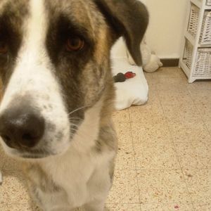 Close-up of dog relaxing on floor at home