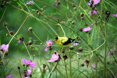 Close-up of bumblebee pollinating on flower