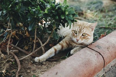 Portrait of a cat