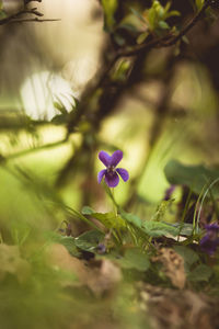 Close-up of purple flowering plant