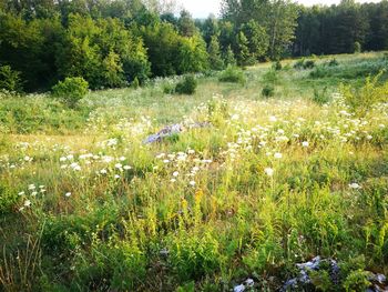 Plants growing in forest