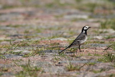 Bird perching on a field