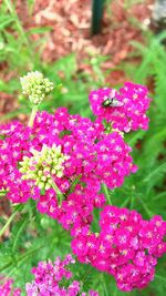 Close-up of pink flowers blooming outdoors