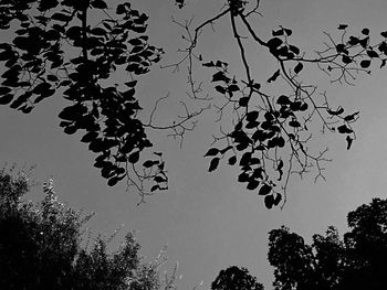 Low angle view of tree against clear sky