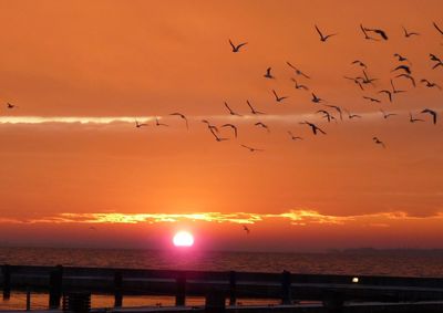 Silhouette birds flying over sea against orange sky