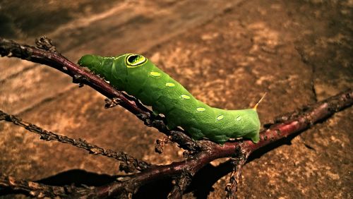 Close-up of lizard on plant