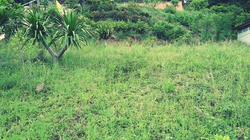 Scenic view of trees growing on field