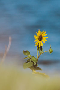 Close-up of yellow flowers blooming against sky