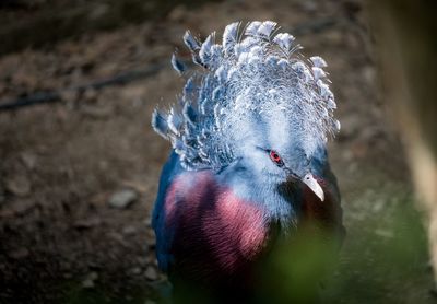 Close-up of victoria crowned pigeon