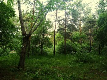 Trees in forest