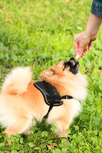 Close-up of hand holding dog