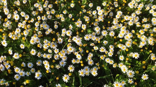 Close-up of yellow flowering plants