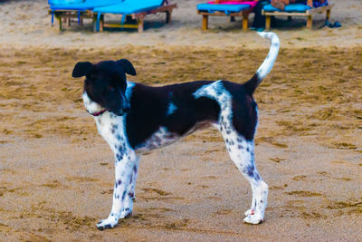 Black dog looking away