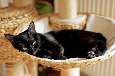 Black cat sitting on chair in basket