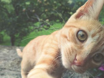 Close-up portrait of cat