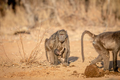 Monkeys in a field