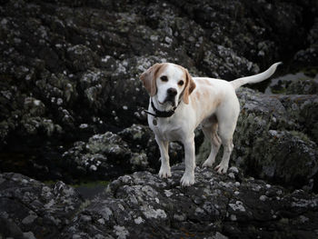 Portrait of dog standing on rock