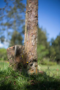 Close-up of tree trunk on field