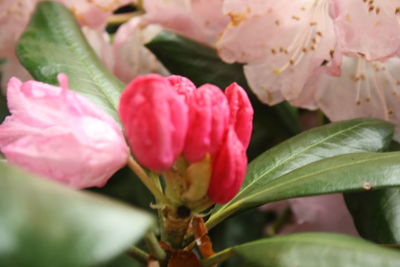 Close-up of pink flowers