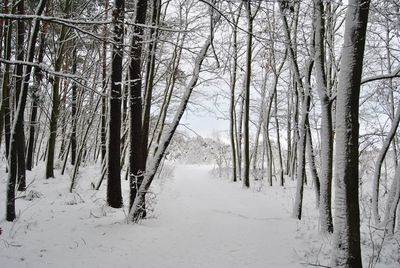 Trees in forest during winter