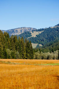 Scenic view of pine trees on field against clear sky