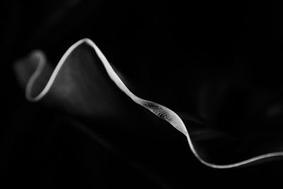 Close-up of flower against black background