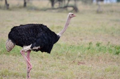 Side view of a bird walking on field