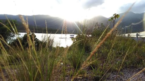 Plants growing on land against sky