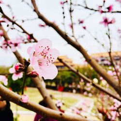 Close-up of pink cherry blossoms in spring