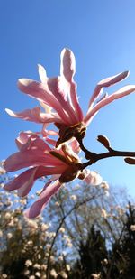 Low angle view of flowering plant against clear blue sky