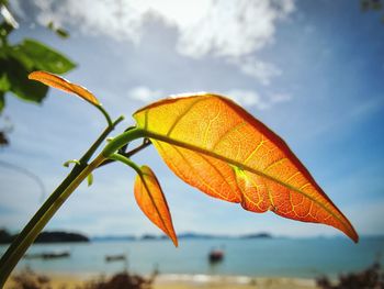 Low angle view of orange veinous leaf against sky