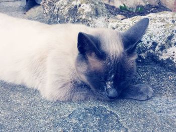 Close-up of a cat lying on rock