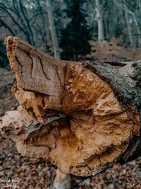 Close-up of tree trunk