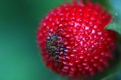 Close-up of red fruit against white background