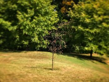 Trees on landscape