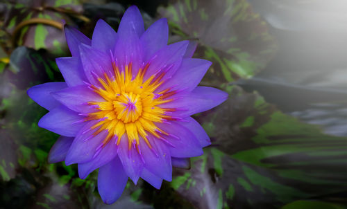 Close-up of purple flower