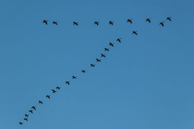 Low angle view of birds flying against clear sky