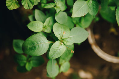 High angle view of plant growing on field
