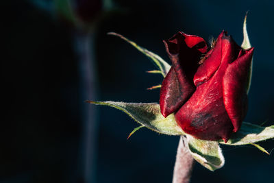 Close-up of wilted rose