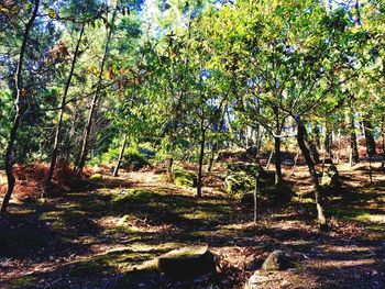 Trees in forest