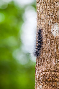 Close-up of butterfly on tree trunk