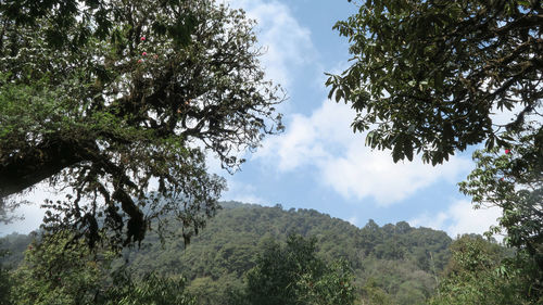 Low angle view of trees against sky