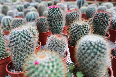 Full frame shot of succulent plant