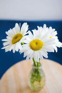 Close-up of white daisy flowers on table