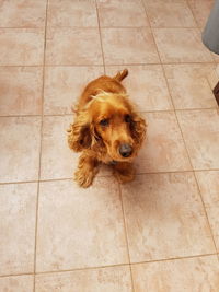 High angle portrait of dog sitting on tiled floor