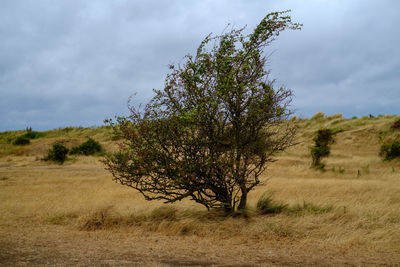 Tree on field against sky