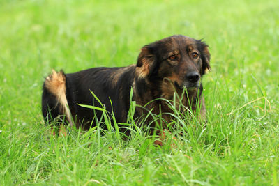 Portrait of a dog on field